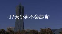 17天小狗不會(huì)舔食