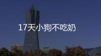 17天小狗不吃奶