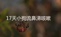 17天小狗流鼻涕咳嗽