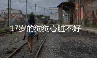 17歲的狗狗心臟不好