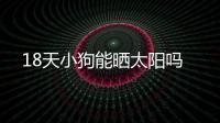 18天小狗能曬太陽嗎