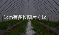 1cm有多長圖片（1cm多長）