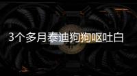 3個多月泰迪狗狗嘔吐白沫怎么回事