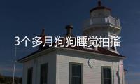 3個多月狗狗睡覺抽搐