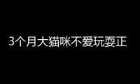 3個(gè)月大貓咪不愛玩耍正常嗎(三個(gè)月的小貓不愛玩)