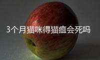 3個月貓咪得貓瘟會死嗎為什么？三個月貓貓瘟能治療好嗎