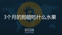 3個月的狗能吃什么水果？3個月的狗能吃什么蔬菜
