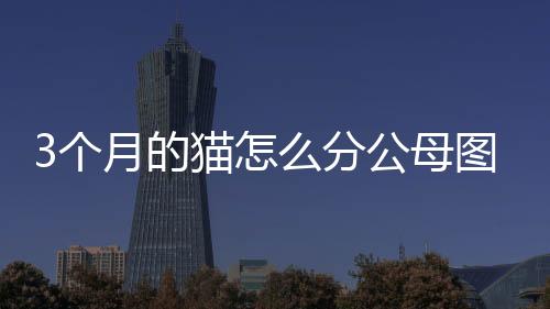 3個月的貓怎么分公母圖解(3個月的貓怎么分公母啊)