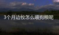 3個月邊牧怎么喂狗糧呢？3個月邊牧怎么喂狗糧好