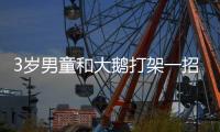 3歲男童和大鵝打架一招鎖喉制服 太厲害了！