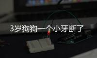 3歲狗狗一個小牙斷了