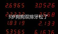 3歲狗狗雙排牙松了