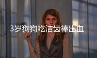 3歲狗狗吃潔齒棒出血