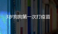 3歲狗狗第一次打疫苗