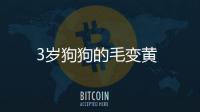 3歲狗狗的毛變黃