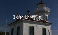 3歲的比熊狗狗