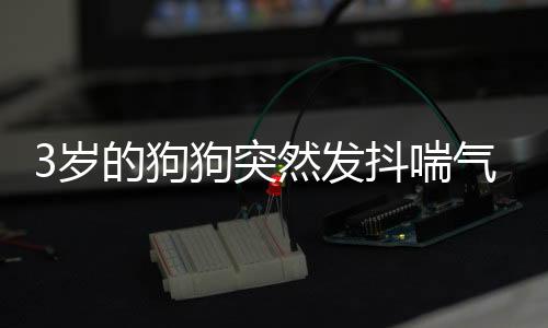 3歲的狗狗突然發抖喘氣