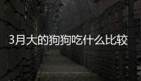 3月大的狗狗吃什么比較好