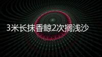 3米長抹香鯨2次擱淺沙灘不幸死亡 尸體被相關(guān)部門帶走調(diào)查