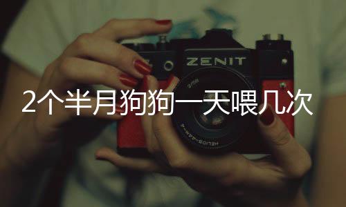 2個半月狗狗一天喂幾次正常