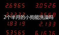 2個半月的小狗能洗澡嗎