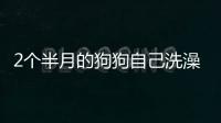 2個半月的狗狗自己洗澡