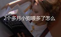 2個多月小狗喂多了怎么辦