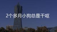 2個多月小狗總是干嘔