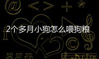 2個多月小狗怎么喂狗糧