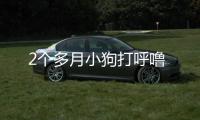 2個多月小狗打呼嚕