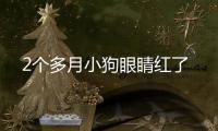 2個(gè)多月小狗眼睛紅了