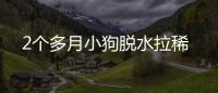 2個多月小狗脫水拉稀