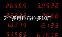 2個(gè)多月拉布拉多10斤正常嗎？?jī)蓚€(gè)月拉布拉多10斤正常嗎