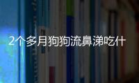 2個(gè)多月狗狗流鼻涕吃什么藥
