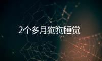2個多月狗狗睡覺