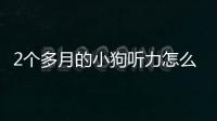 2個多月的小狗聽力怎么樣