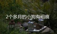 2個多月的小狗有淚痕