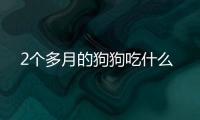 2個多月的狗狗吃什么