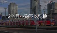 2個月小狗不吃狗糧