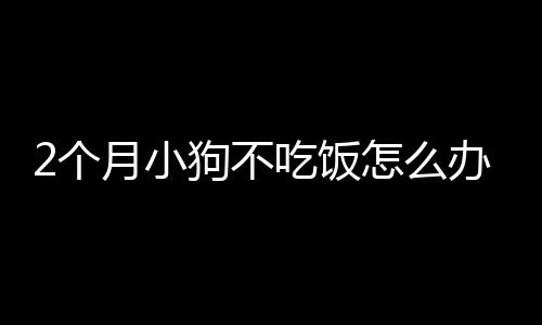 2個月小狗不吃飯怎么辦啊