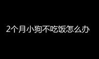 2個月小狗不吃飯怎么辦啊