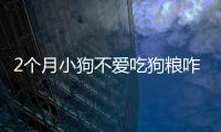 2個月小狗不愛吃狗糧咋辦