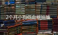2個(gè)月小狗低血糖抽搐