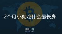 2個月小狗吃什么最長身體