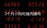 2個月小狗吃豬肉脯嗎