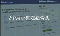 2個月小狗吃豬骨頭