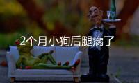 2個月小狗后腿瘸了