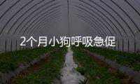 2個月小狗呼吸急促