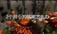 2個月小狗咳嗽怎么辦