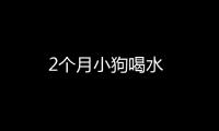 2個(gè)月小狗喝水